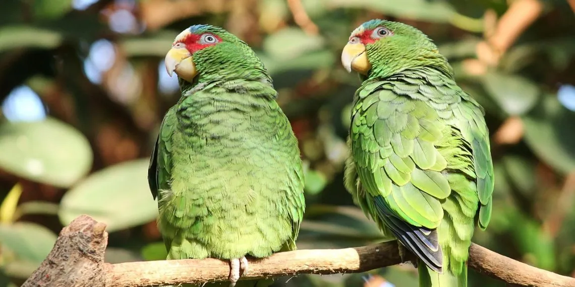 les oiseaux insรฉparables