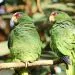 les oiseaux insรฉparables