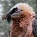 The bearded vulture