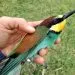 la bague d'un oiseau