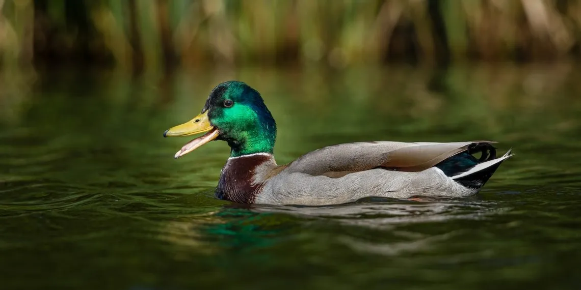 canard colvert