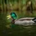 canard colvert