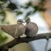 Des oiseaux vivants en couple