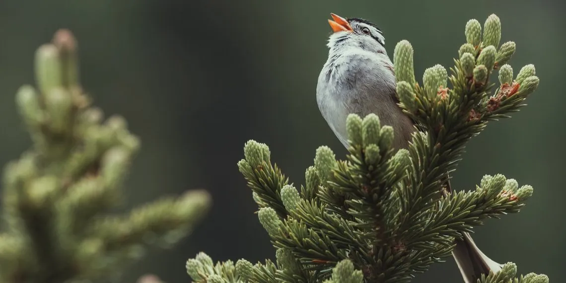 les chants d'oiseaux