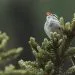 les chants d'oiseaux