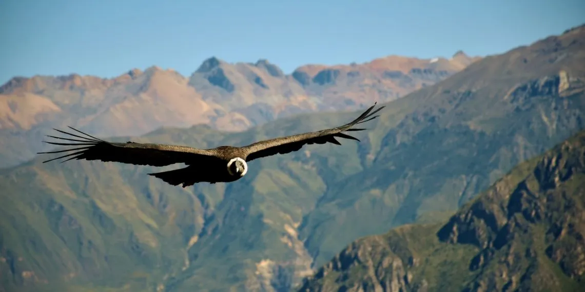 Le condor des Andes