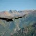 Le condor des Andes