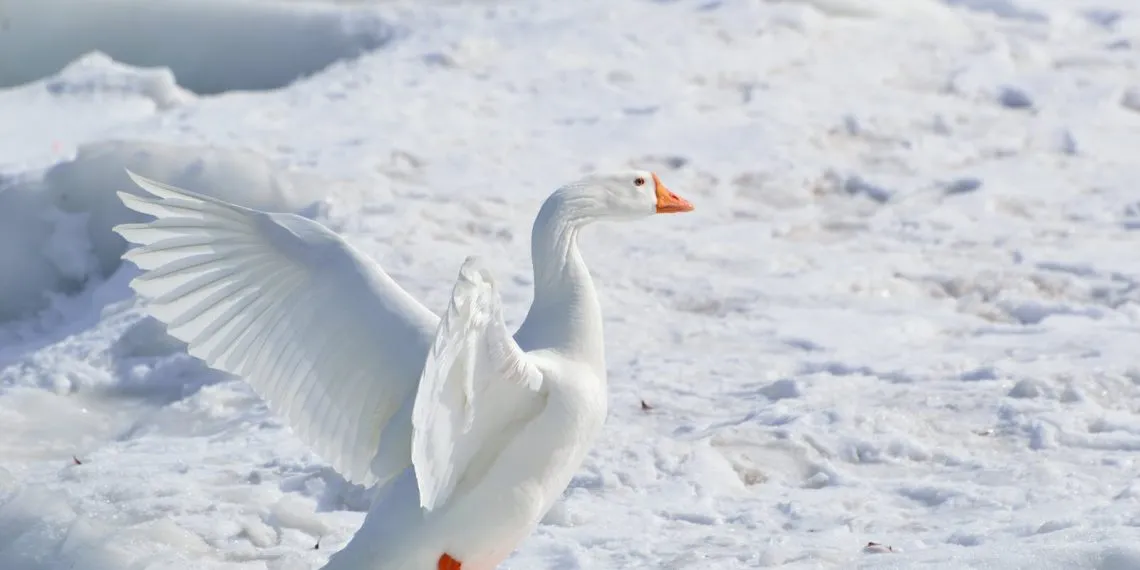 la vie arctique