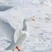 la vie arctique