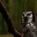 les oiseaux nocturnes