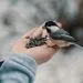 nourrir les oiseaux