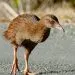 les oiseaux qui ne volent pas