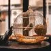 oiseaux peuvent vivre dans un appartement