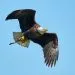 rรฉgime alimentaire des oiseaux rapaces