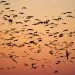 oiseaux ne migrent pas