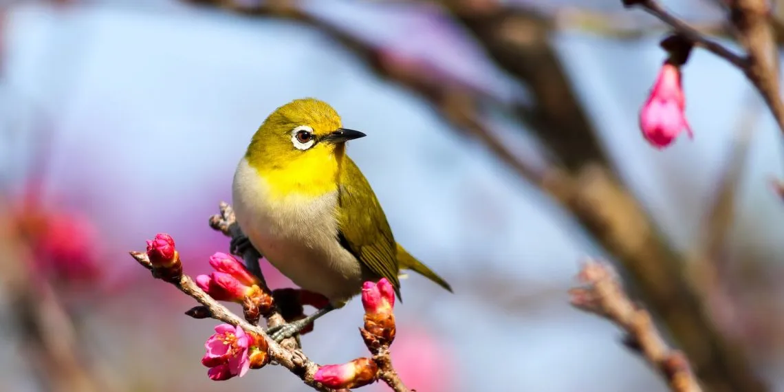 des oiseaux dans l'écosystème