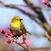 des oiseaux dans l'รฉcosystรจme