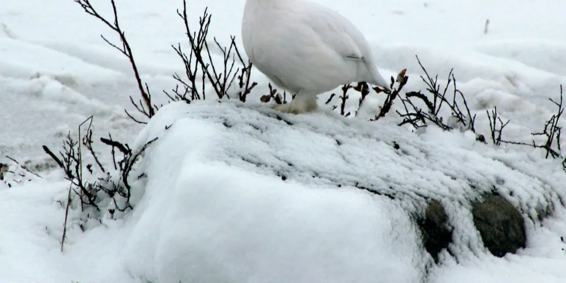 oiseaux de montagne