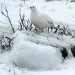 oiseaux de montagne