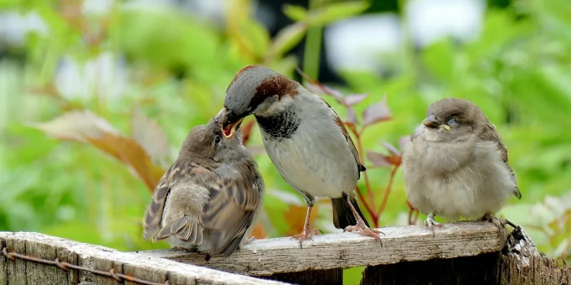 la protection des oiseaux sauvages