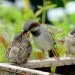 la protection des oiseaux sauvages