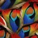 Plumes magnifiques