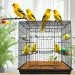 cage canari