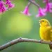 canari chanteur