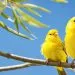 canari huppรฉ