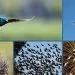 d'oiseaux en voie de disparition en France