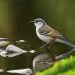 habitat naturel pour oiseaux