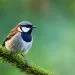 le plus petit oiseau de nos jardins