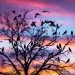 les oiseaux noirs