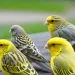 maladies canari