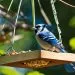 mangeoire oiseaux