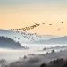 migration des hirondelles