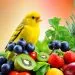 nourriture canari