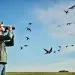 observation d'hirondelle