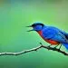 oiseau a le dos bleu