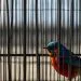 oiseau chante le mieux en cage