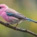 oiseau est le plus mignon