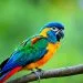 oiseau exotique