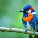 oiseau le plus facile ร dresser