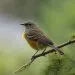 oiseau le plus silencieux