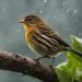 oiseau qui annonce la pluie