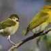 oiseau qui dort le plus