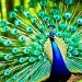 paon bleu