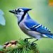 rรฉgime alimentaire du geai bleu