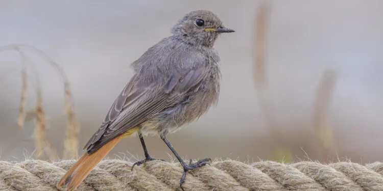 Rougequeue noir posé sur un mur, oiseau insectivore près des maisons