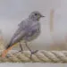 Rougequeue noir posรฉ sur un mur, oiseau insectivore prรจs des maisons